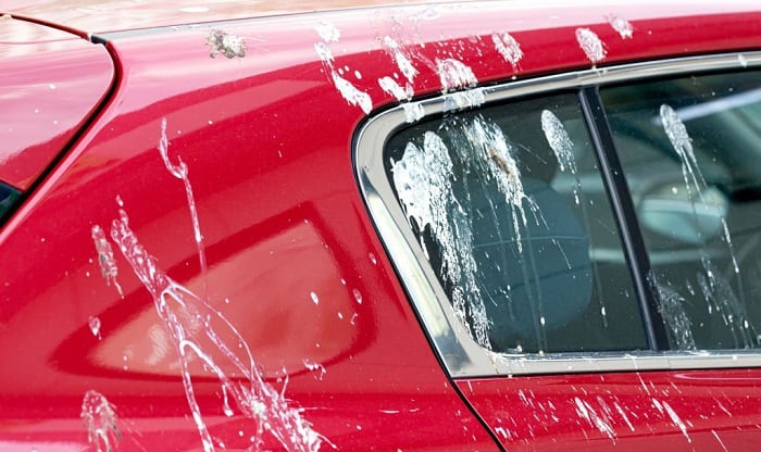 What Color Cars Do Birds Poop on the Most? Car Paint Facts