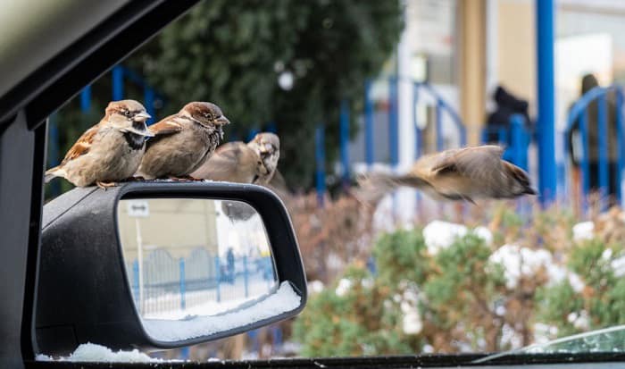 Why Do Birds Keep Pooping on My Car? – 5 Reasons